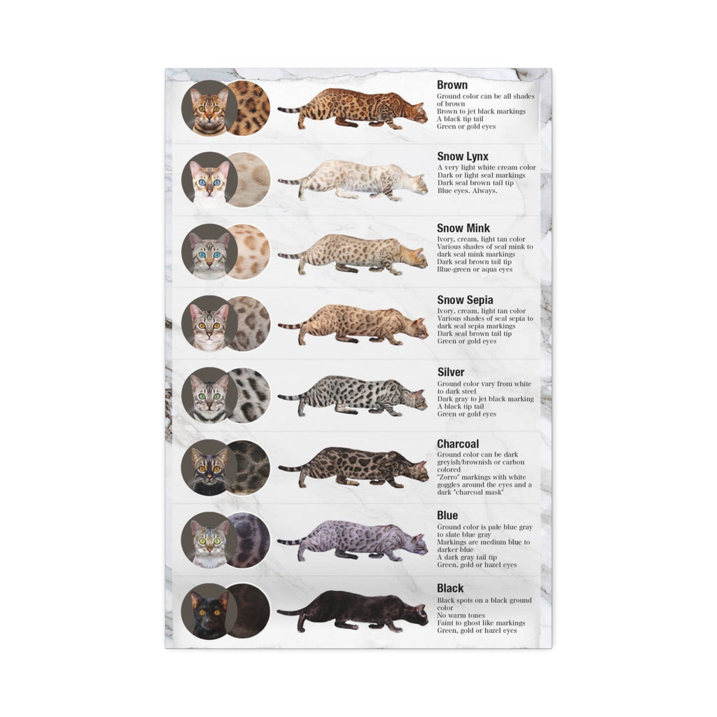 Bengal Cat Coat Colors Poster, Bengal Cat Color and Pattern Guide, Educational Cat Wall Art Canvas Print