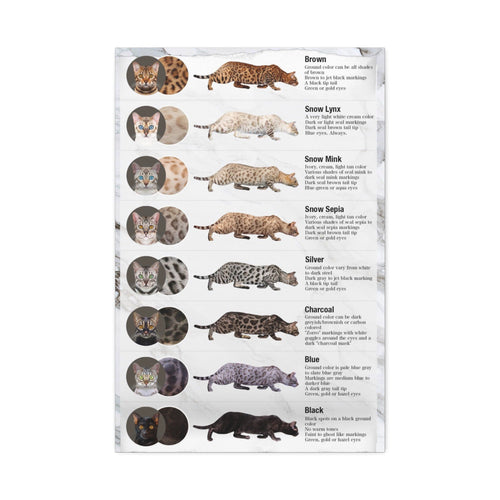 Bengal Cat Coat Colors Poster, Bengal Cat Color and Pattern Guide, Educational Cat Wall Art Canvas Print