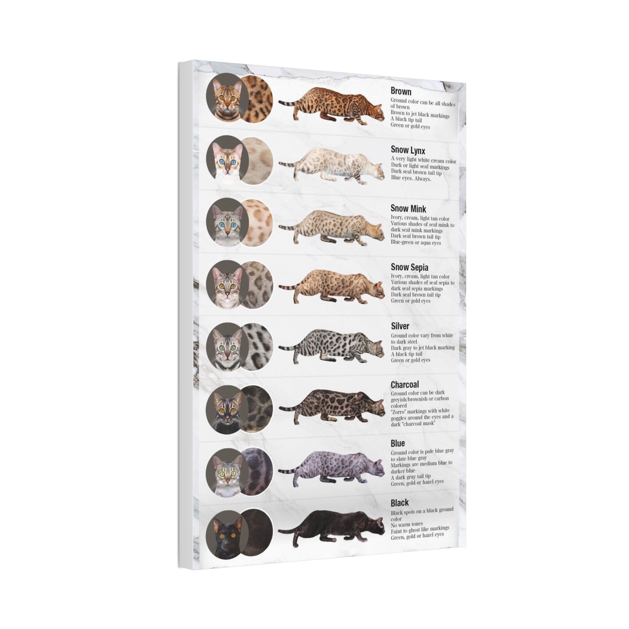 Bengal Cat Coat Colors Poster, Bengal Cat Color and Pattern Guide, Educational Cat Wall Art Canvas Print