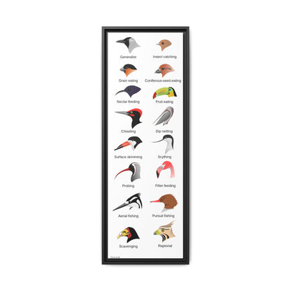 Bird Beak Adaptations Guide Poster, Bird Feeding Adaptations Identification Vertical Poster