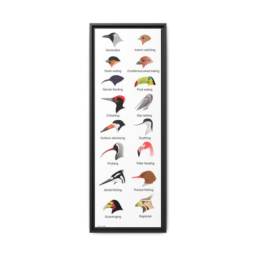 Bird Beak Adaptations Guide Poster, Bird Feeding Adaptations Identification Vertical Poster
