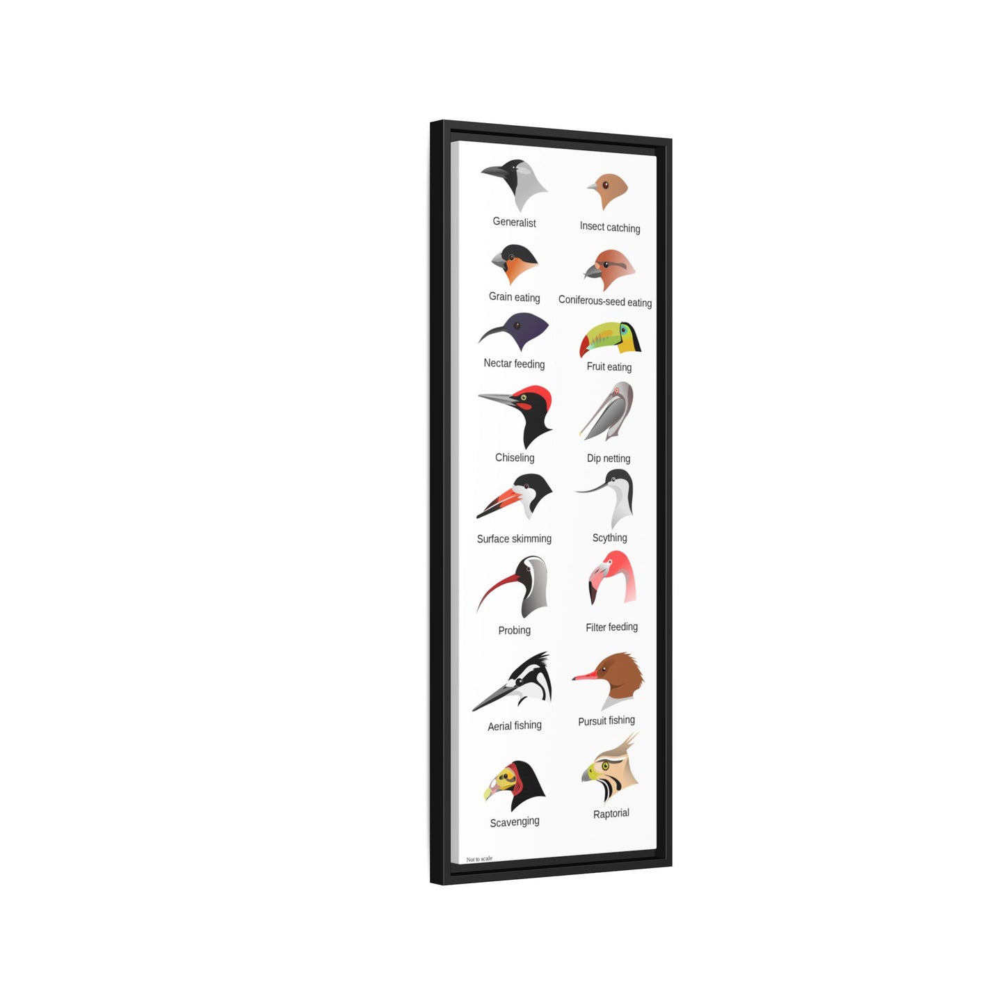 Bird Beak Adaptations Guide Poster, Bird Feeding Adaptations Identification Vertical Poster