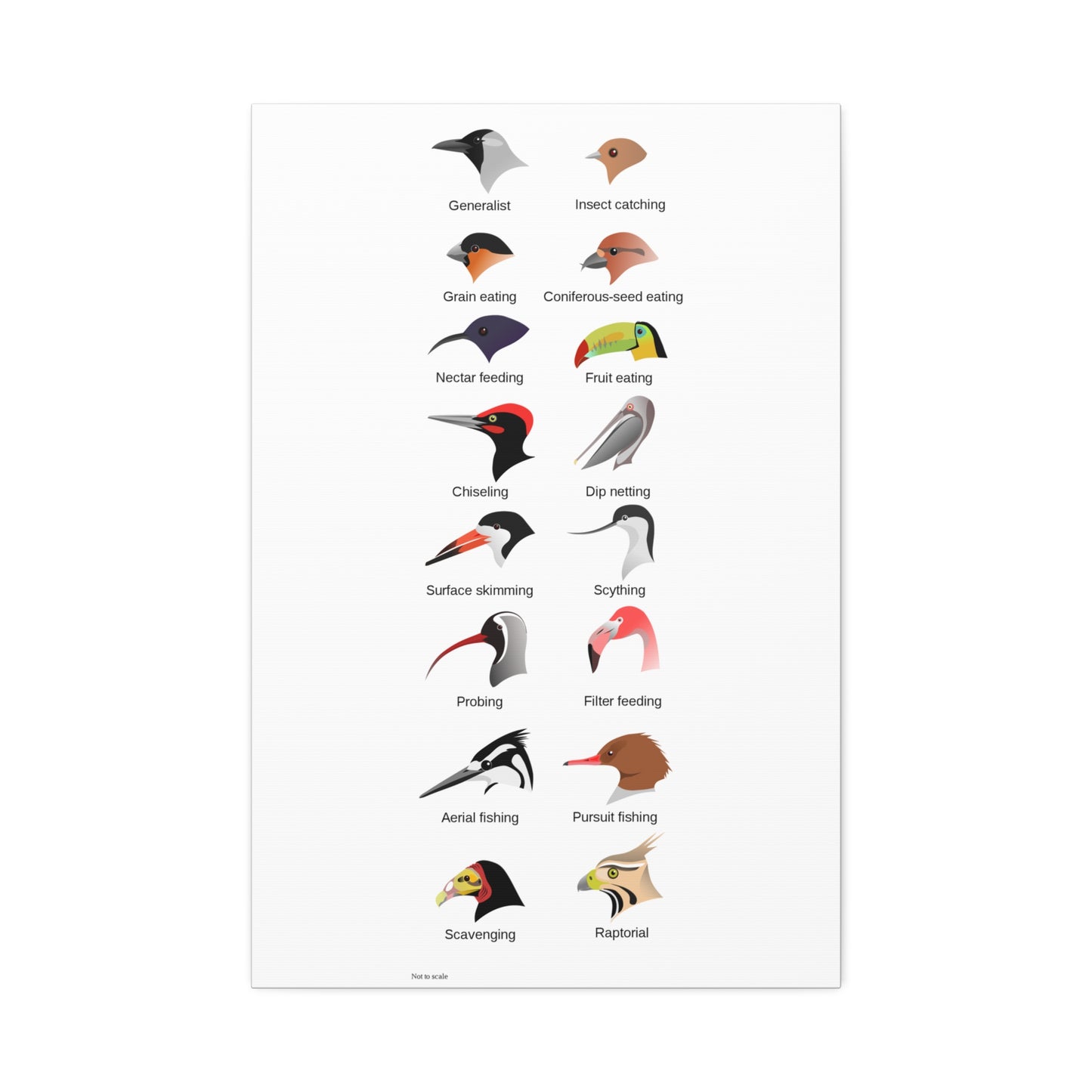 Bird Beak Adaptations Guide Poster, Bird Feeding Adaptations Identification Vertical Poster