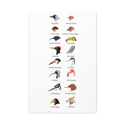Bird Beak Adaptations Guide Poster, Bird Feeding Adaptations Identification Vertical Poster