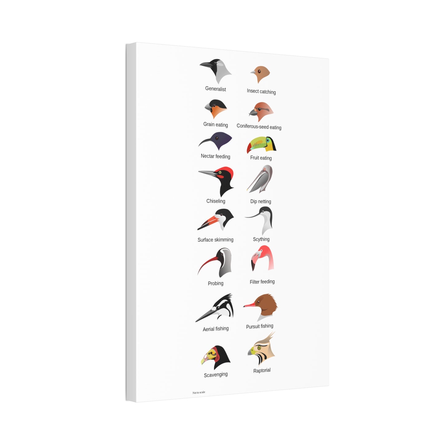 Bird Beak Adaptations Guide Poster, Bird Feeding Adaptations Identification Vertical Poster