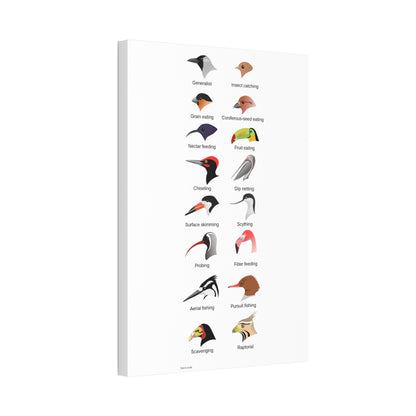 Bird Beak Adaptations Guide Poster, Bird Feeding Adaptations Identification Vertical Poster