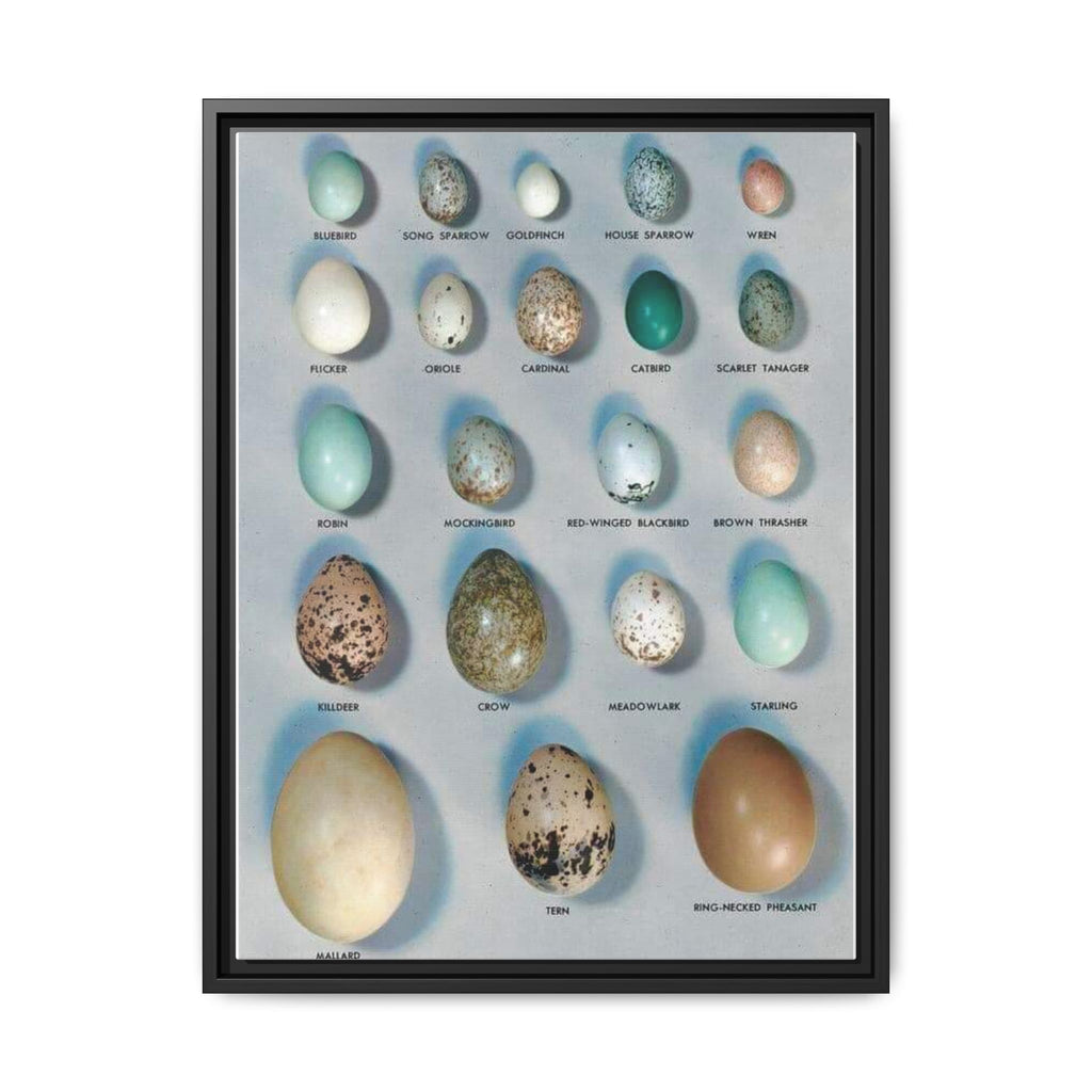 Bird Egg Identification Guide Poster, Common Bird Eggs Comparison Chart, Educational Ornithology Canvas Print