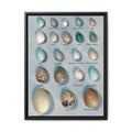 Bird Egg Identification Guide Poster, Common Bird Eggs Comparison Chart, Educational Ornithology Canvas Print