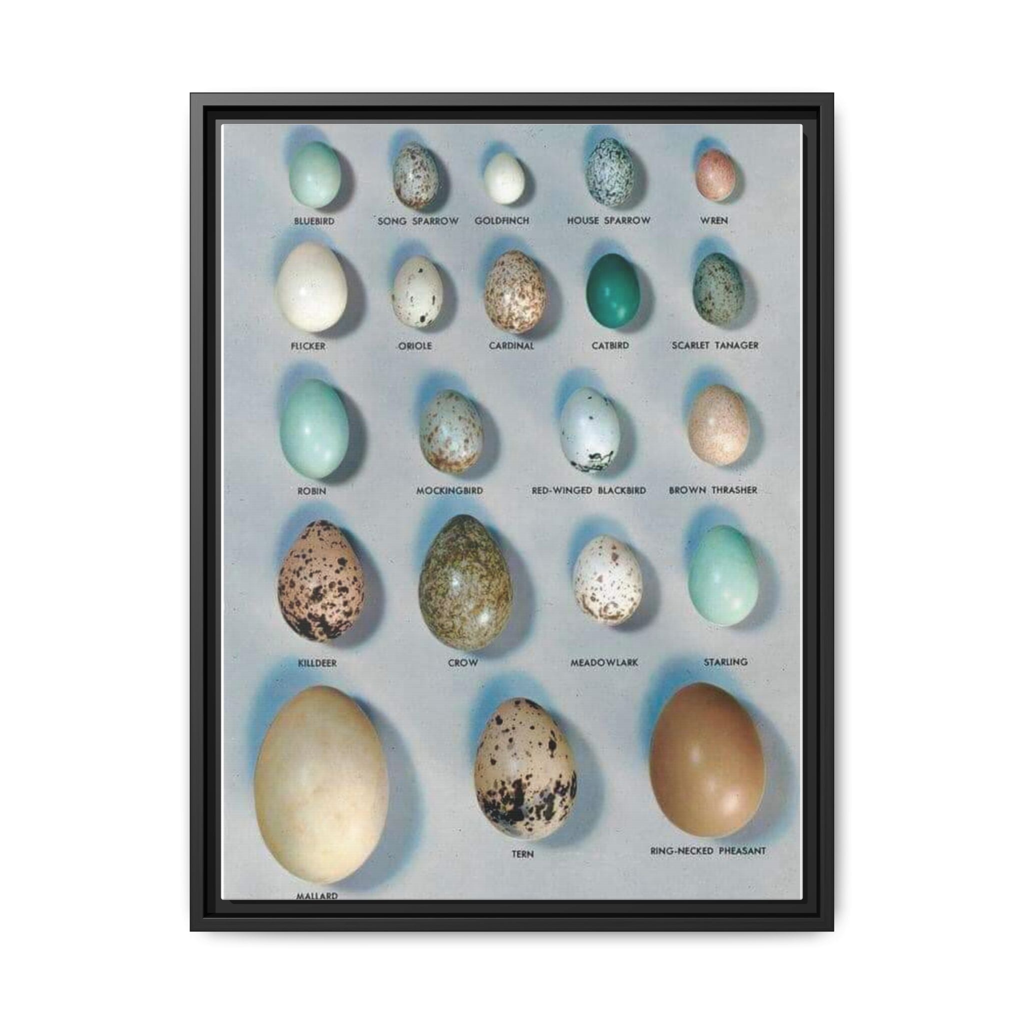 Bird Egg Identification Guide Poster, Common Bird Eggs Comparison Chart, Educational Ornithology Canvas Print