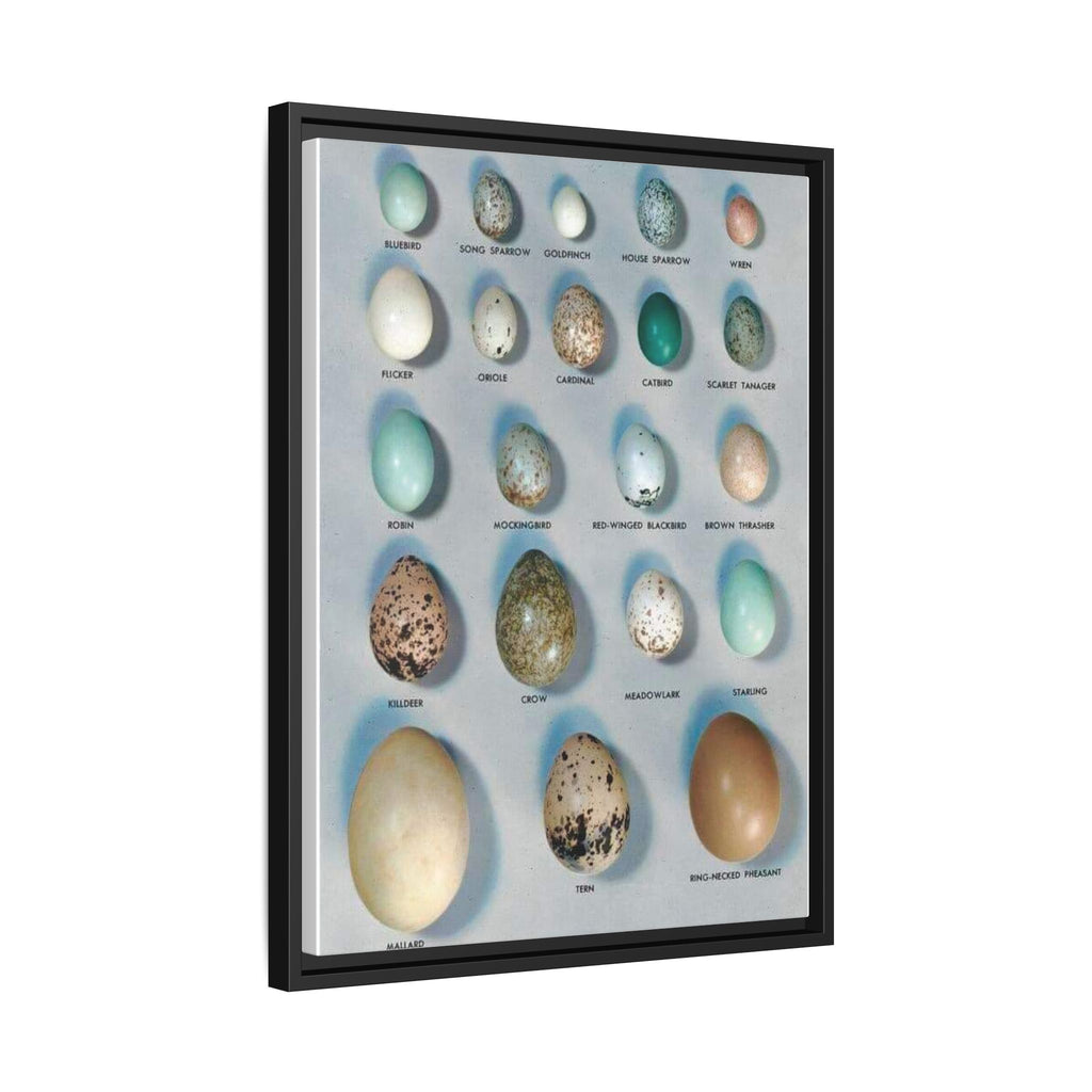 Bird Egg Identification Guide Poster, Common Bird Eggs Comparison Chart, Educational Ornithology Canvas Print