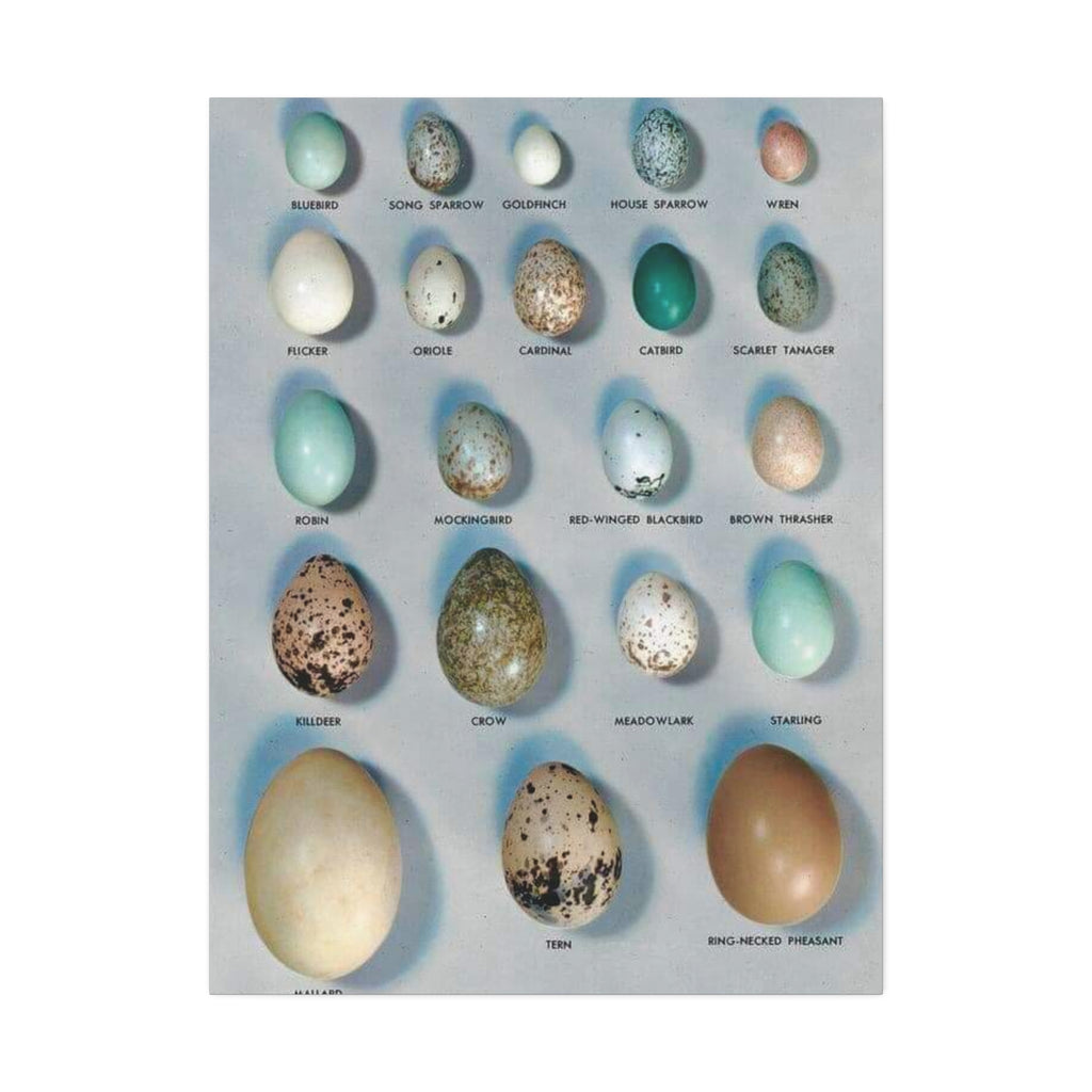 Bird Egg Identification Guide Poster, Common Bird Eggs Comparison Chart, Educational Ornithology Canvas Print
