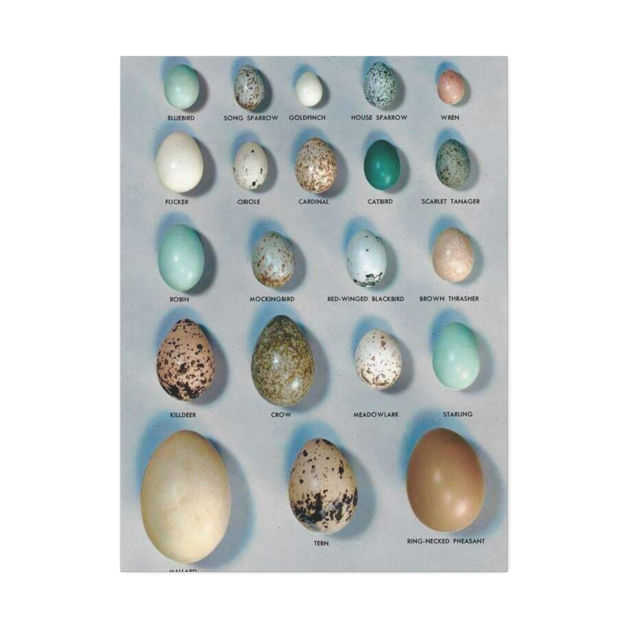 Bird Egg Identification Guide Poster, Common Bird Eggs Comparison Chart, Educational Ornithology Canvas Print