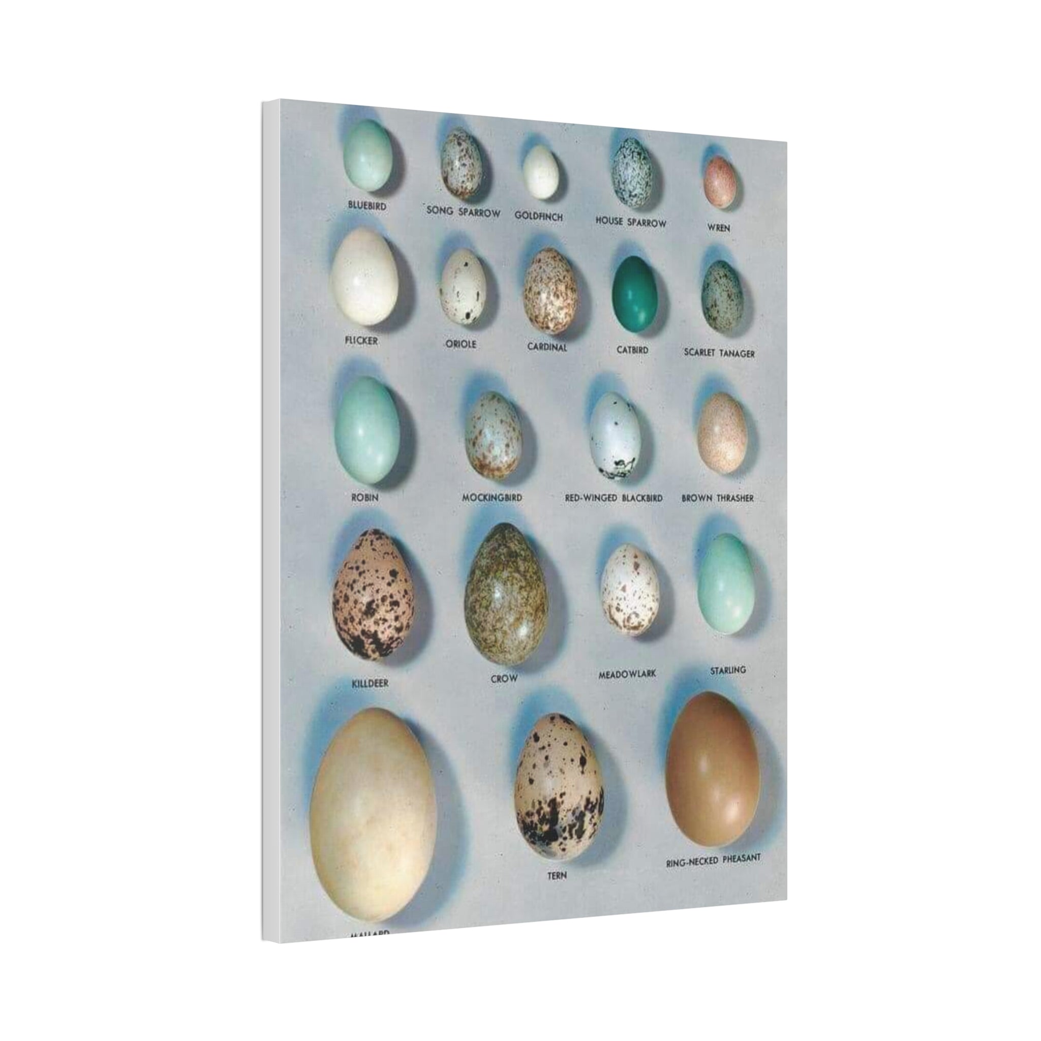 Bird Egg Identification Guide Poster, Common Bird Eggs Comparison Chart, Educational Ornithology Canvas Print