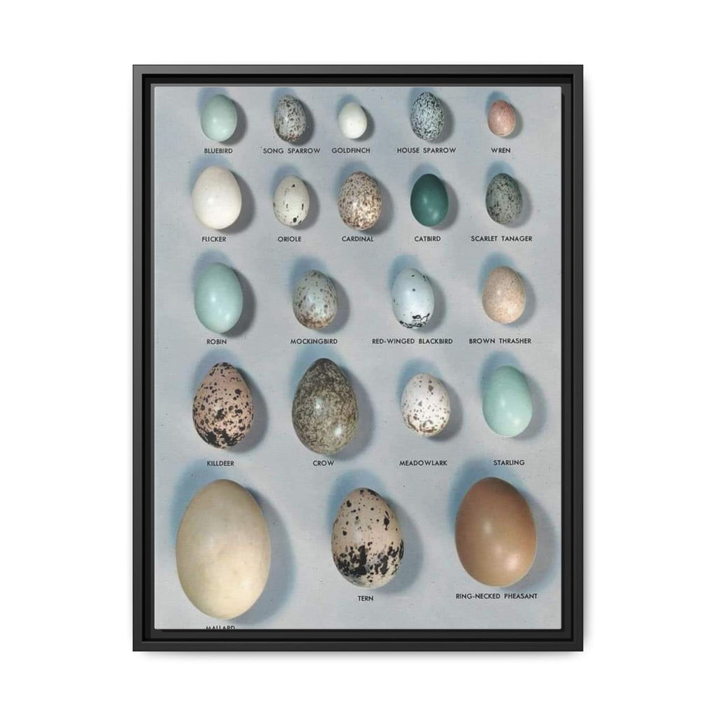 Bird Egg Identification Guide Vertical Poster and Canvas