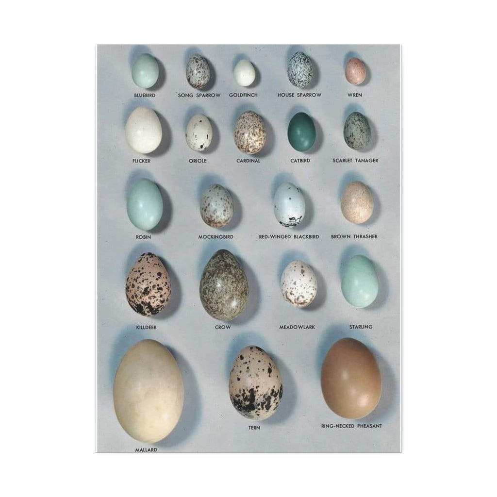 Bird Egg Identification Guide Vertical Poster and Canvas