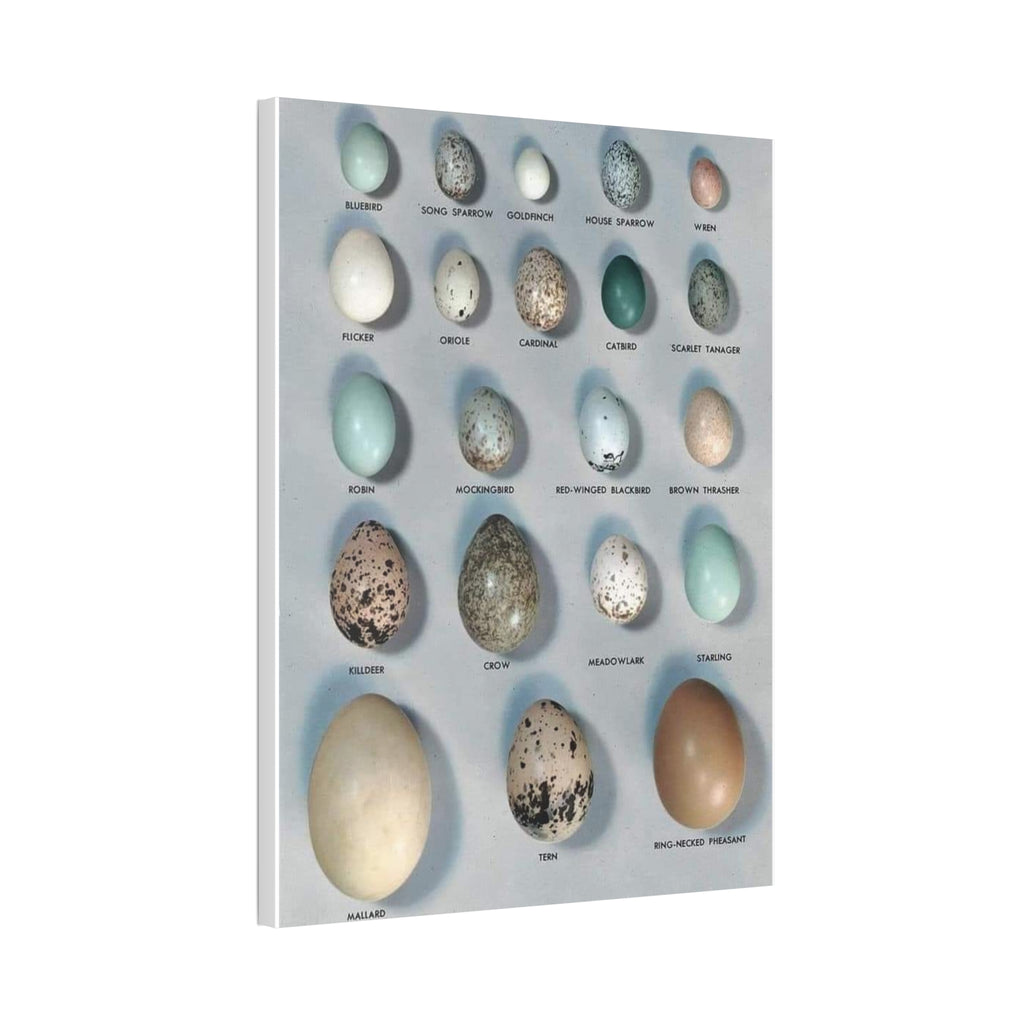 Bird Egg Identification Guide Vertical Poster and Canvas