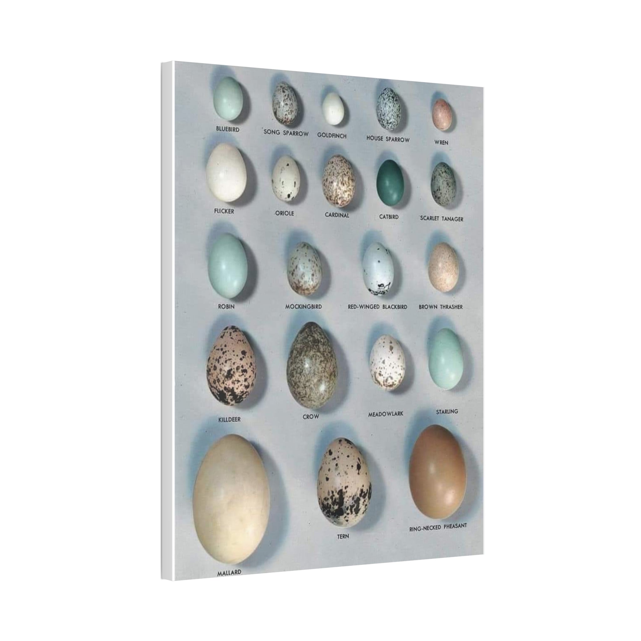 Bird Egg Identification Guide Vertical Poster and Canvas