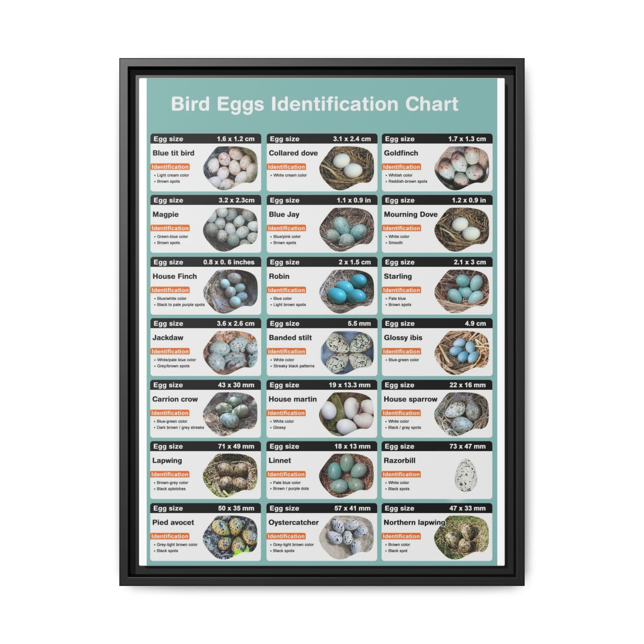 Bird Eggs Identification Chart Poster, Bird Egg Identification Guide, Egg Size and Color Comparison Chart, Ornithology Educational Canvas Print