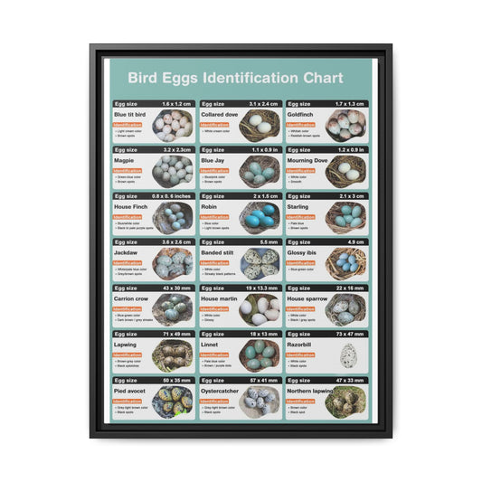 Bird Eggs Identification Chart Poster, Bird Egg Identification Guide, Egg Size and Color Comparison Chart, Ornithology Educational Canvas Print