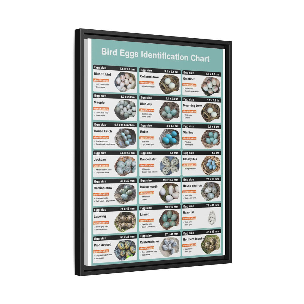 Bird Eggs Identification Chart Poster, Bird Egg Identification Guide, Egg Size and Color Comparison Chart, Ornithology Educational Canvas Print
