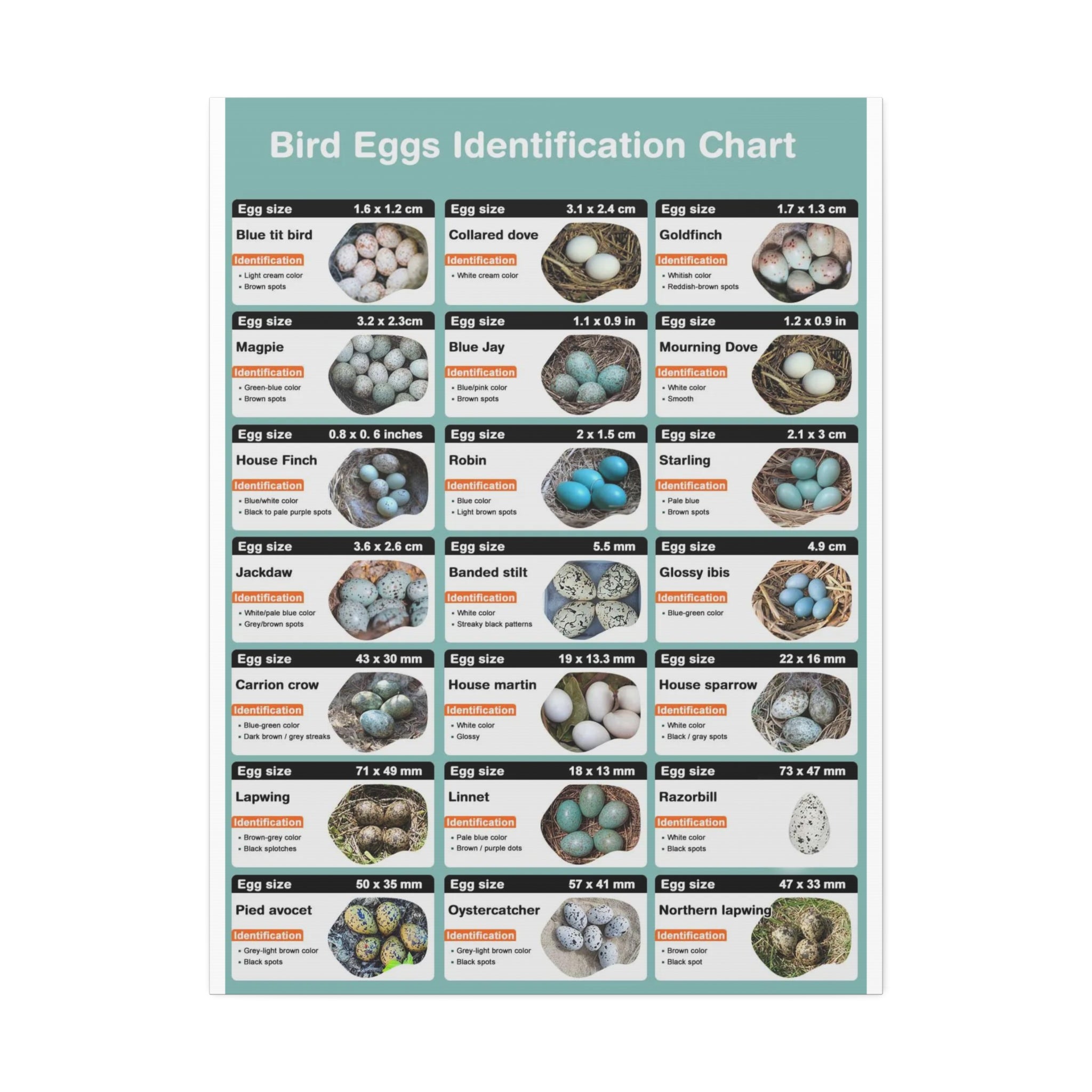Bird Eggs Identification Chart Poster, Bird Egg Identification Guide, Egg Size and Color Comparison Chart, Ornithology Educational Canvas Print