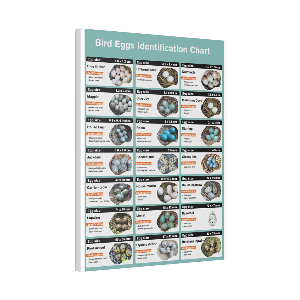 Bird Eggs Identification Chart Poster, Bird Egg Identification Guide, Egg Size and Color Comparison Chart, Ornithology Educational Canvas Print