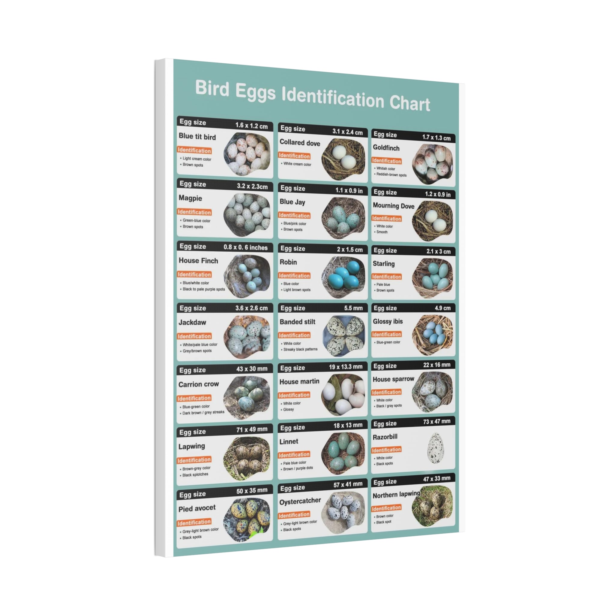 Bird Eggs Identification Chart Poster, Bird Egg Identification Guide, Egg Size and Color Comparison Chart, Ornithology Educational Canvas Print