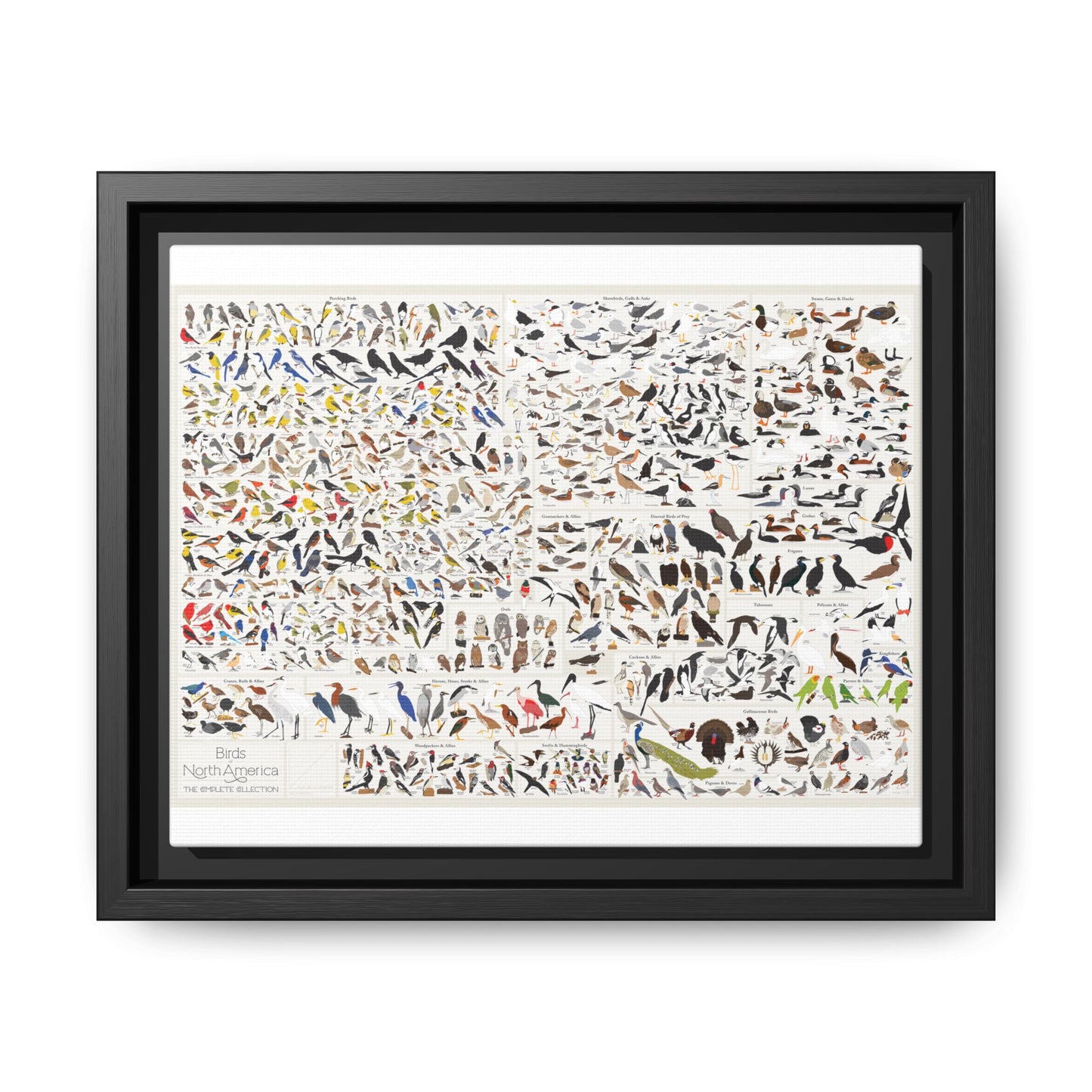Birds Of North America Guide Poster, North American Birds Species Chart Vertical Poster