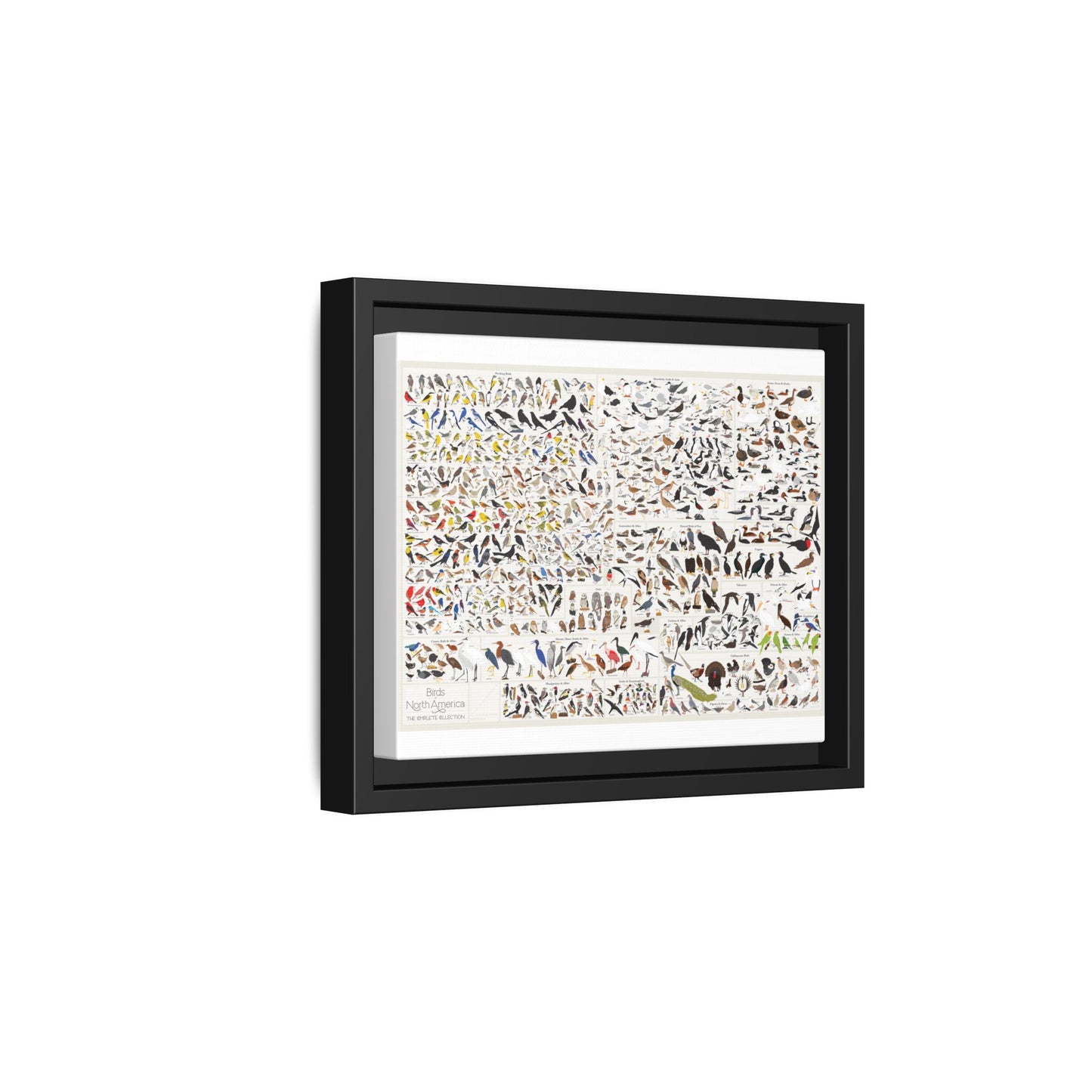 Birds Of North America Guide Poster, North American Birds Species Chart Vertical Poster