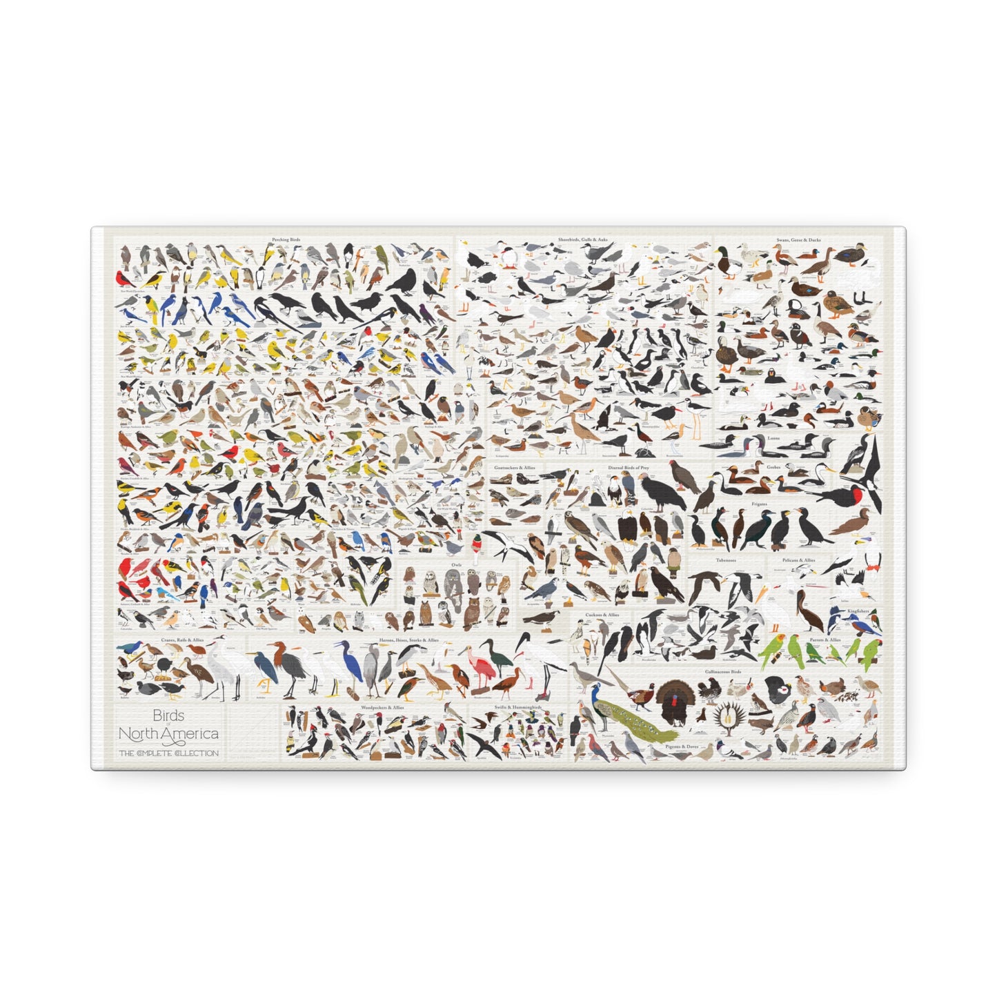 Birds Of North America Guide Poster, North American Birds Species Chart Vertical Poster