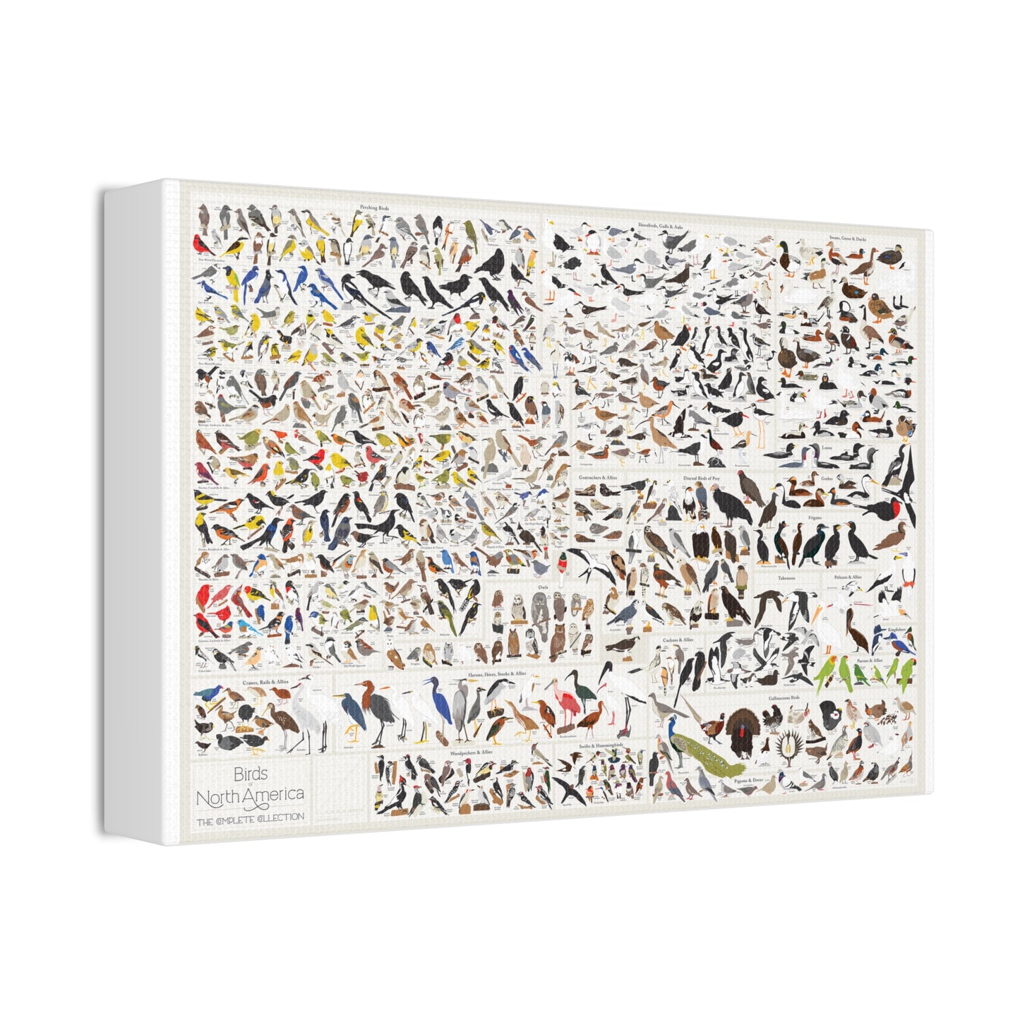 Birds Of North America Guide Poster, North American Birds Species Chart Vertical Poster