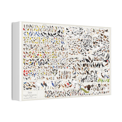 Birds Of North America Guide Poster, North American Birds Species Chart Vertical Poster
