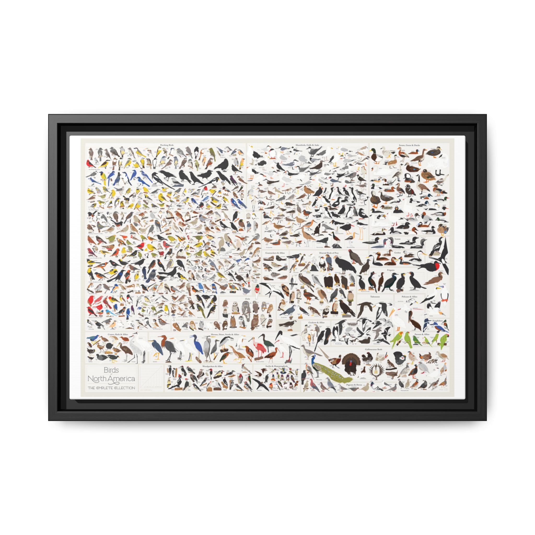 Birds of North America Poster, North American Bird Identification Chart, Complete Bird Species Guide Educational Canvas Print