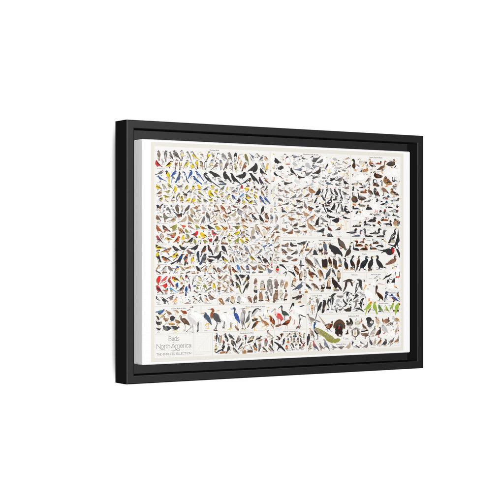 Birds of North America Poster, North American Bird Identification Chart, Complete Bird Species Guide Educational Canvas Print