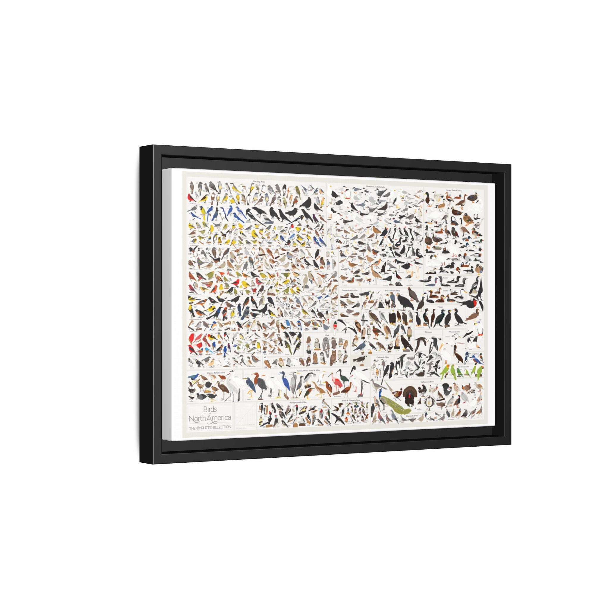 Birds of North America Poster, North American Bird Identification Chart, Complete Bird Species Guide Educational Canvas Print