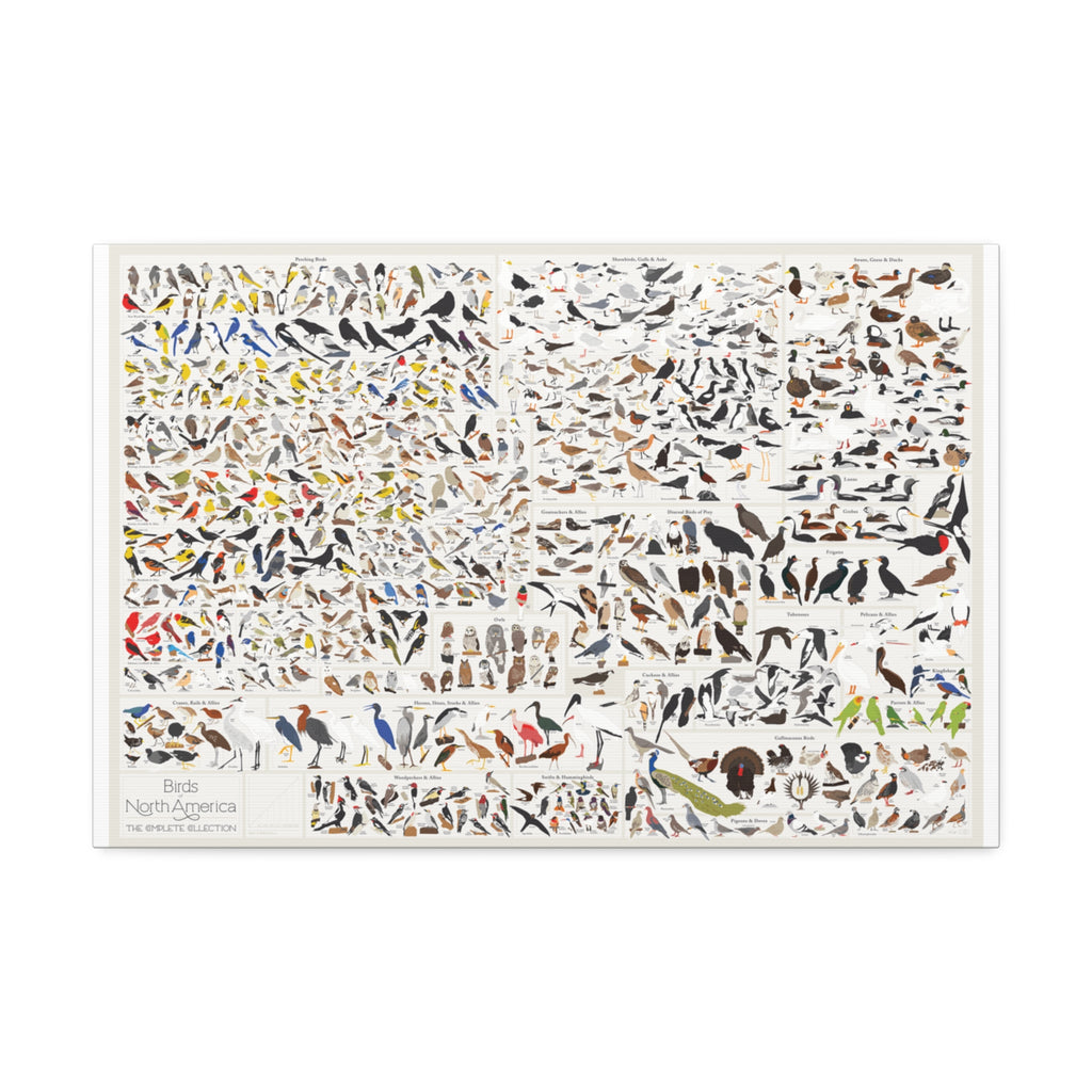 Birds of North America Poster, North American Bird Identification Chart, Complete Bird Species Guide Educational Canvas Print