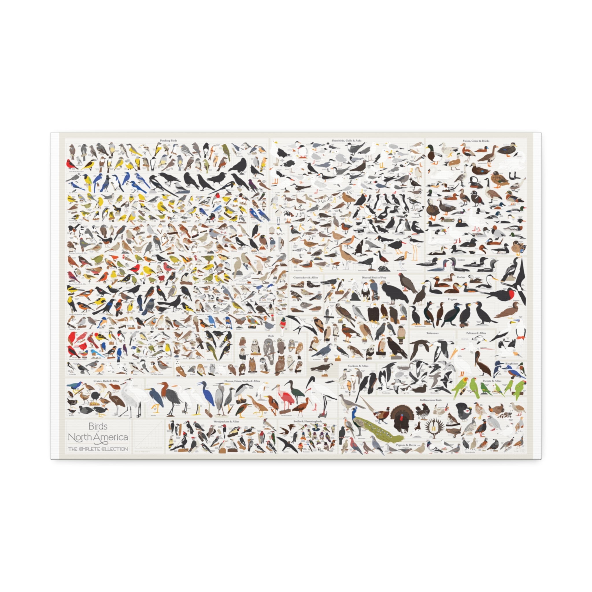 Birds of North America Poster, North American Bird Identification Chart, Complete Bird Species Guide Educational Canvas Print