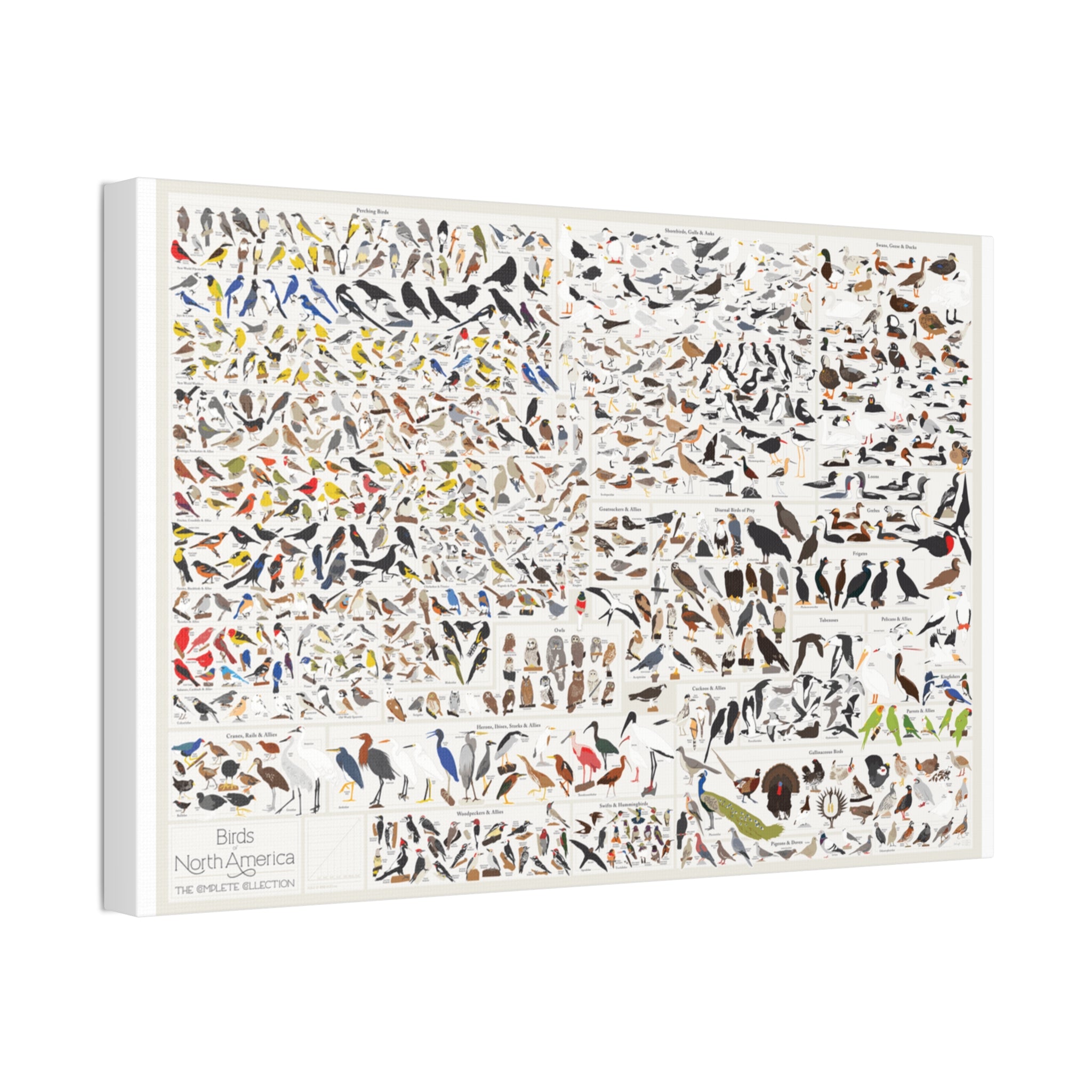 Birds of North America Poster, North American Bird Identification Chart, Complete Bird Species Guide Educational Canvas Print