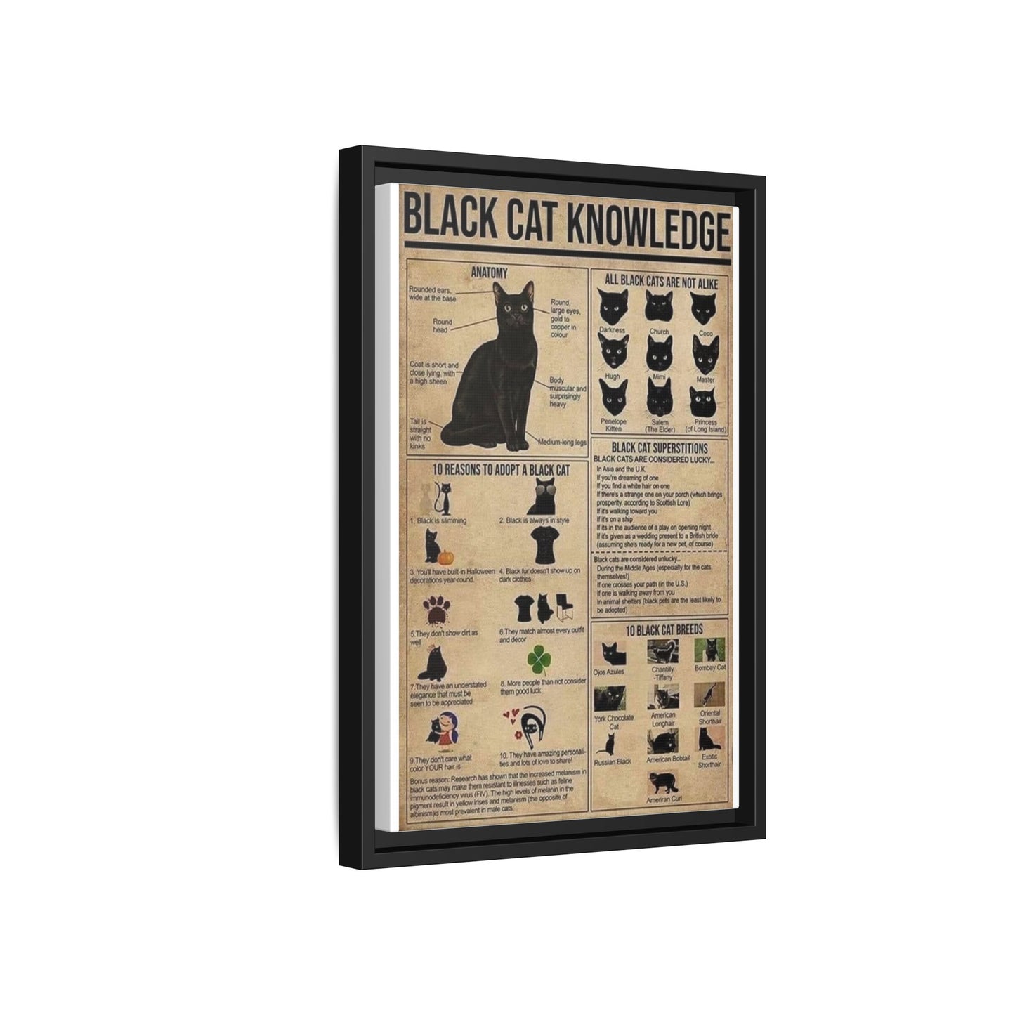 Black Cat Knowledge Poster, Black Cat Breeds And Superstitions Guide Vertical Poster