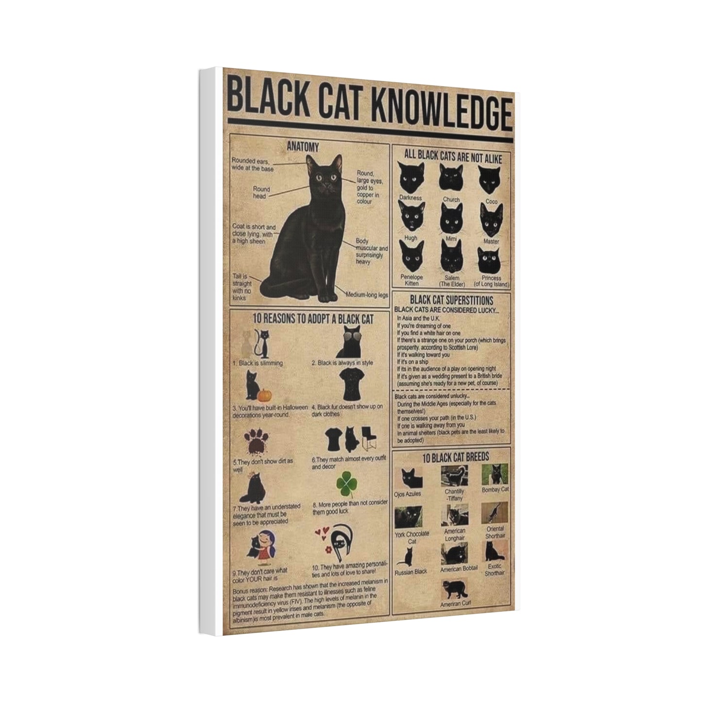 Black Cat Knowledge Poster, Black Cat Breeds And Superstitions Guide Vertical Poster