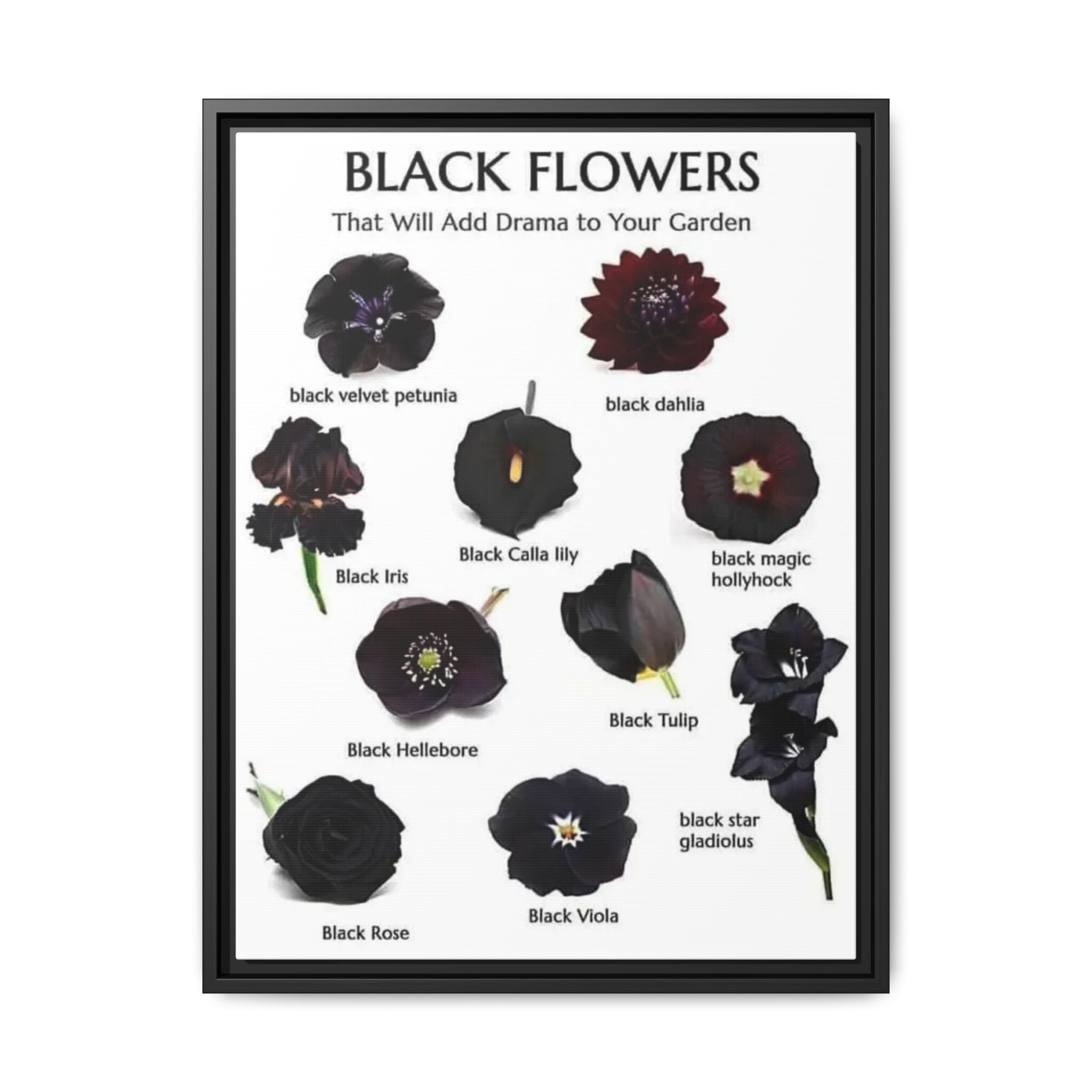 Black Flowers That Will Add Drama to Your Garden Vertical Poster and Canvas