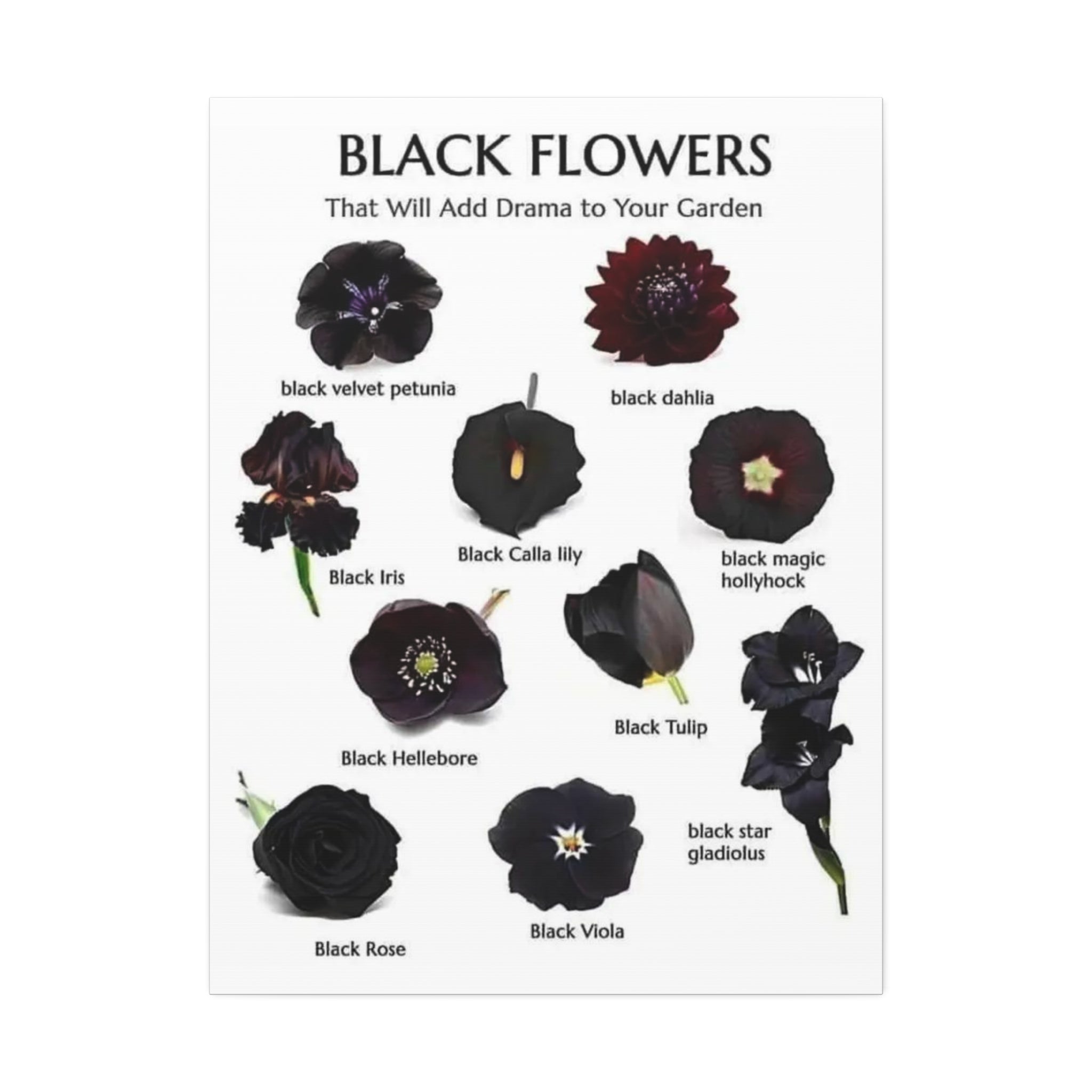 Black Flowers That Will Add Drama to Your Garden Vertical Poster and Canvas