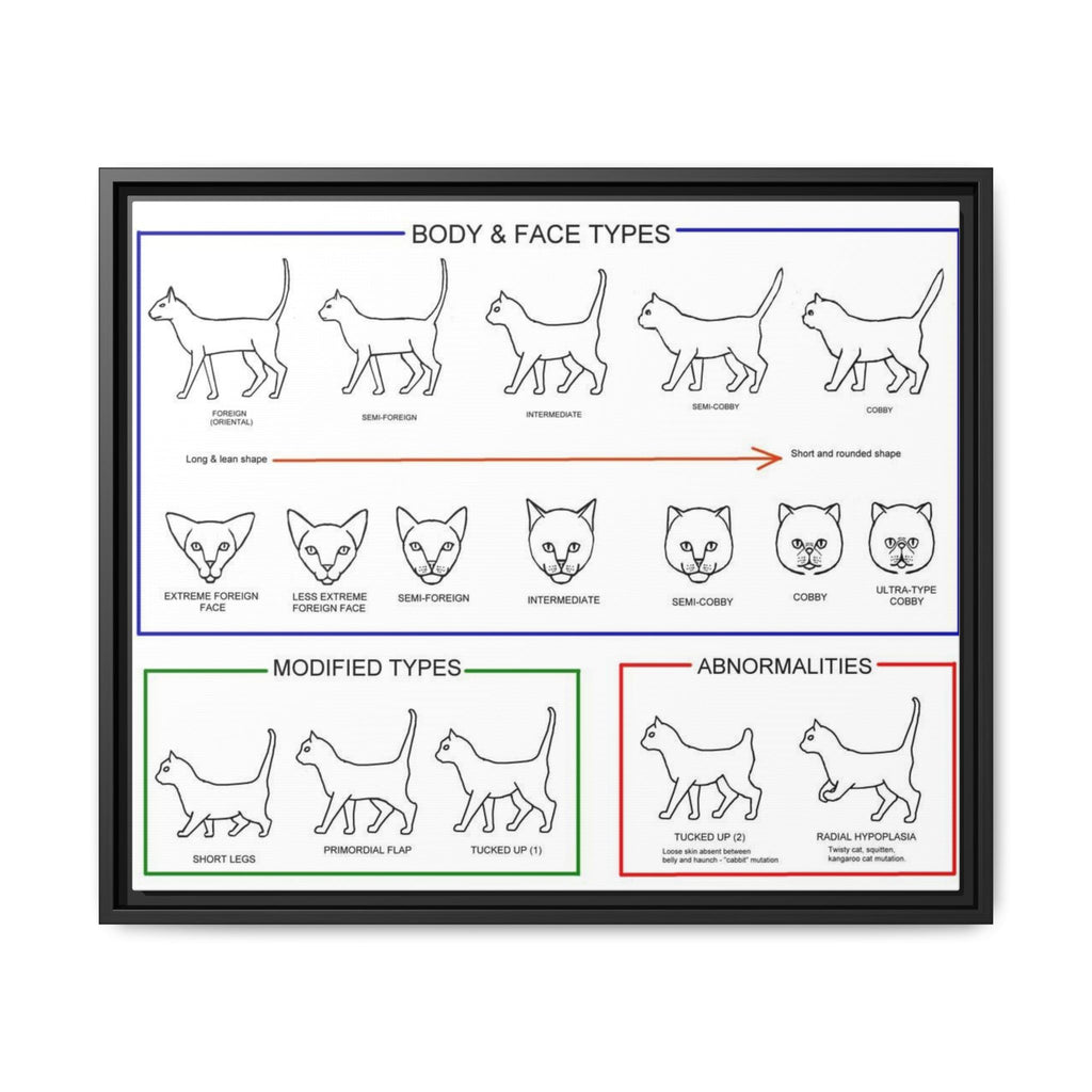 Body & Face Types Poster, Cat Body Shape and Face Type Guide, Feline Conformation Chart Educational Canvas Print