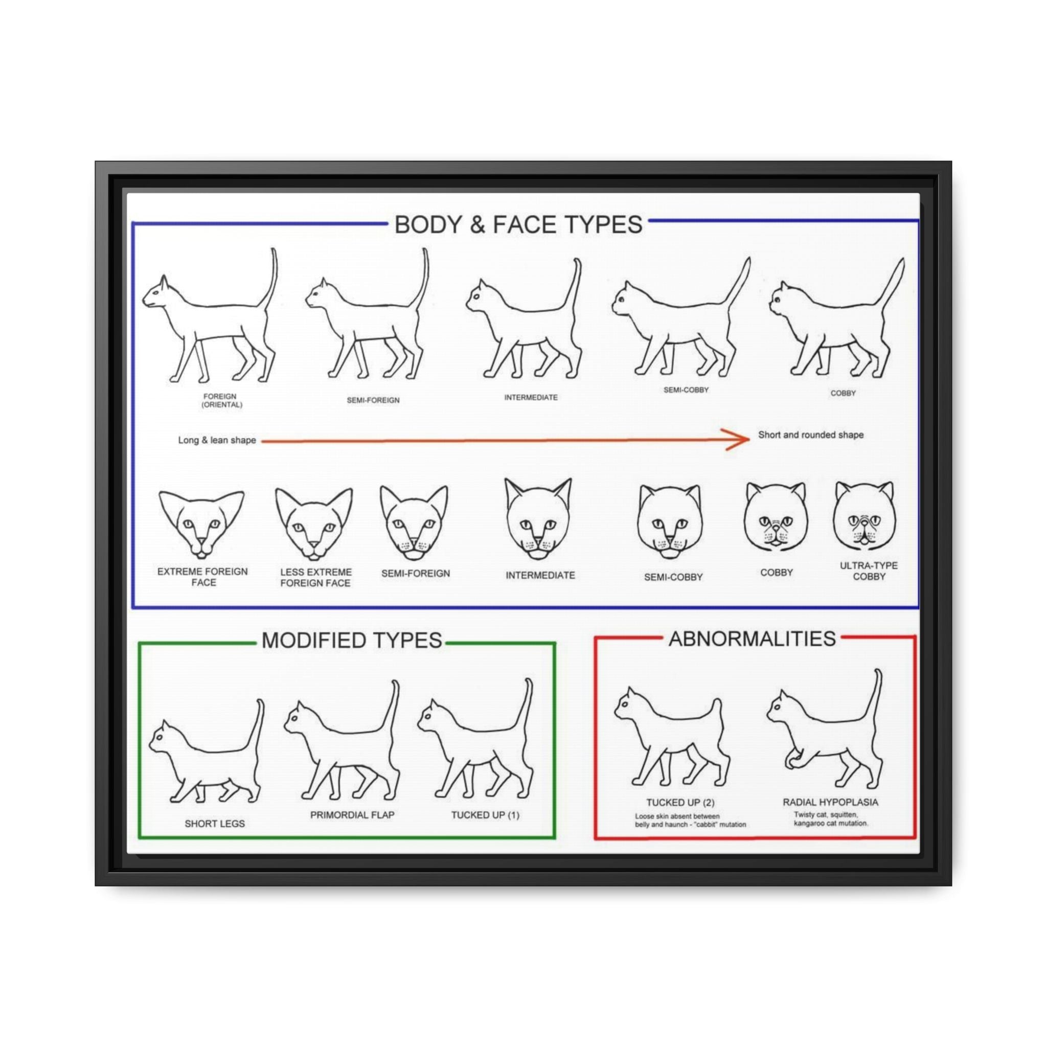 Body & Face Types Poster, Cat Body Shape and Face Type Guide, Feline Conformation Chart Educational Canvas Print