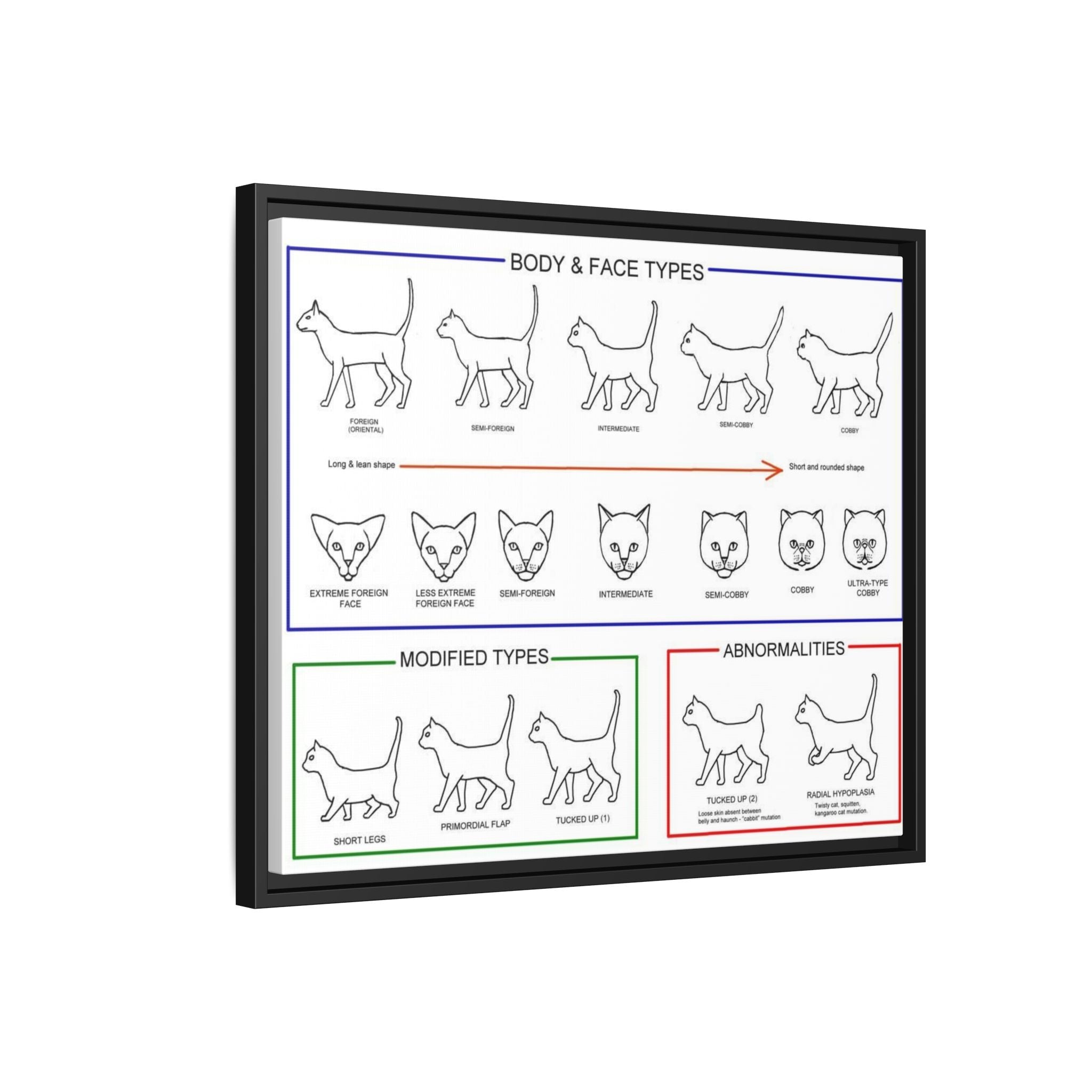 Body & Face Types Poster, Cat Body Shape and Face Type Guide, Feline Conformation Chart Educational Canvas Print