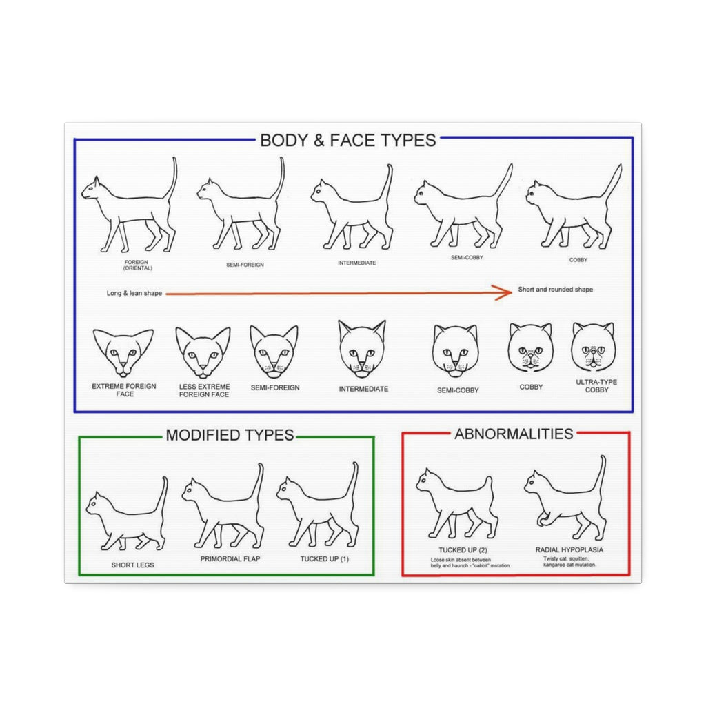 Body & Face Types Poster, Cat Body Shape and Face Type Guide, Feline Conformation Chart Educational Canvas Print