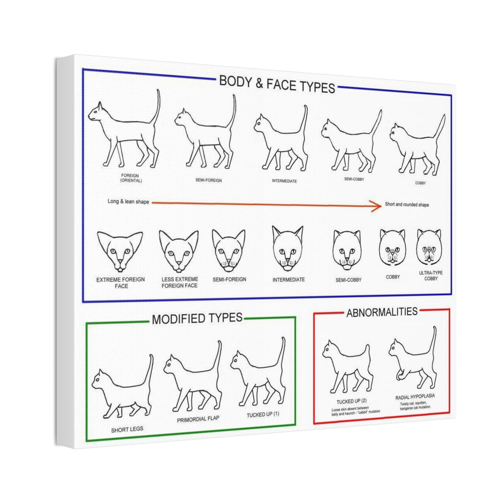 Body & Face Types Poster, Cat Body Shape and Face Type Guide, Feline Conformation Chart Educational Canvas Print