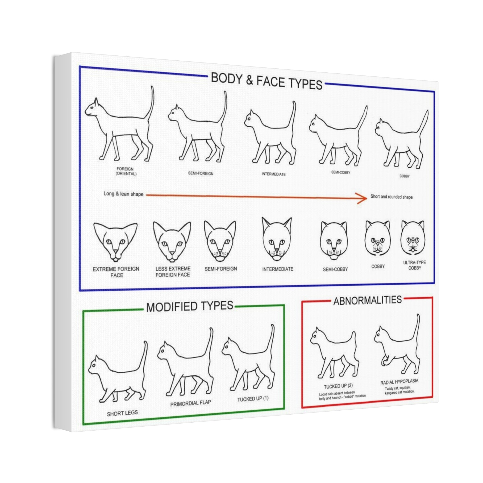 Body & Face Types Poster, Cat Body Shape and Face Type Guide, Feline Conformation Chart Educational Canvas Print