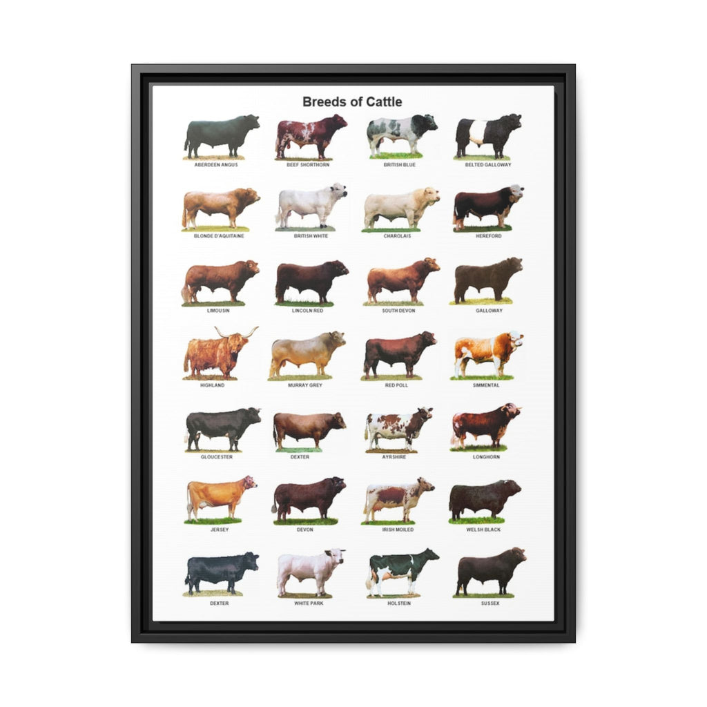 Breeds of Cattle Poster, Cattle Breed Identification Chart, Cow and Bull Breeds Guide Educational Farm Animal Canvas Print