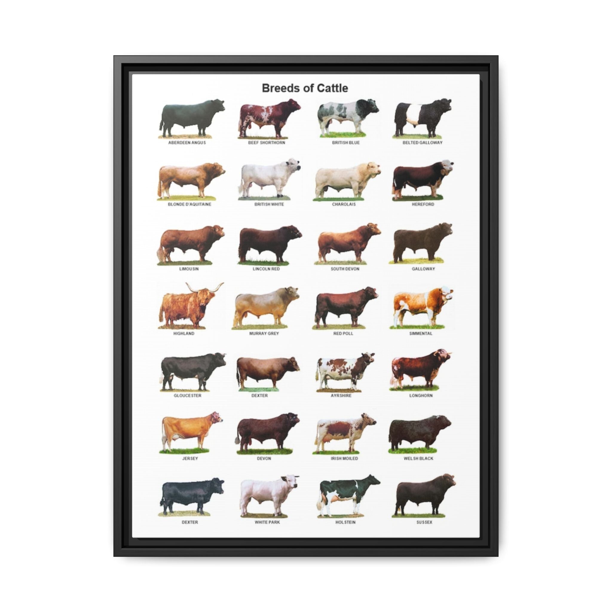 Breeds of Cattle Poster, Cattle Breed Identification Chart, Cow and Bull Breeds Guide Educational Farm Animal Canvas Print